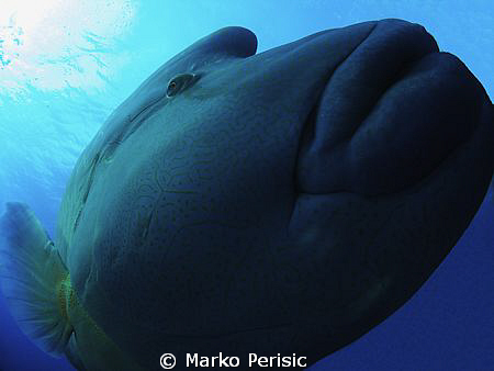 Napoleon Wrasse. Cheilinus undulatus by Marko Perisic 