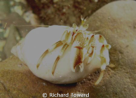 Hermit Crab, Green Ends Gully, Eyemouth. Taken with Canon... by Richard Toward 