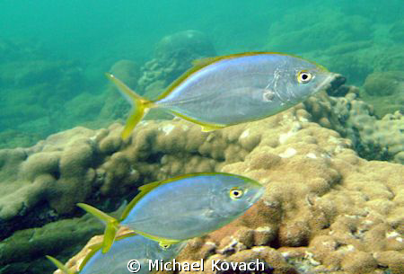 Bar Jack on the Inside Reef at Lauderdale by the Sea. by Michael Kovach 