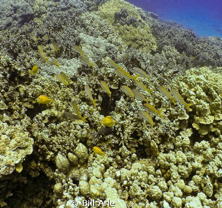 Big Island, Hawaii.  Olympus SP 350 and Inon wide angle l... by Bill Arle 