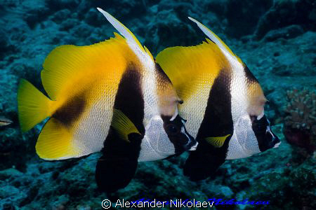 Long-fin bannerfish. Canon 40D, SIGMA 50mm macro. by Alexander Nikolaev 