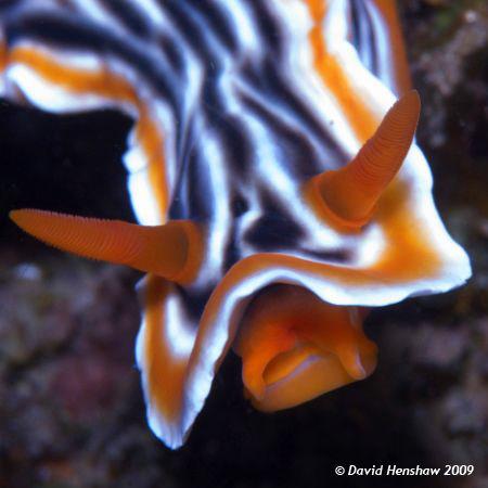 Portrait study of Nudibranch (Chromdoris magnifica). Take... by David Henshaw 