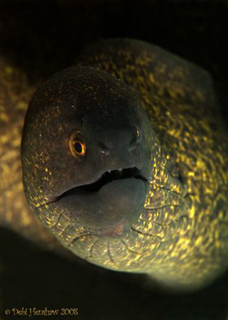 "Golden Eye"  Yellow Margin Moray Eel. D200, 60mm No crop... by Debi Henshaw 