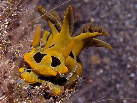 Tambja sp. East of Dili, East Timor. by Doug Anderson 