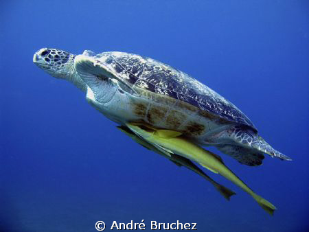 Tortue verte shootée à Marsa Abu Dabab by André Bruchez 