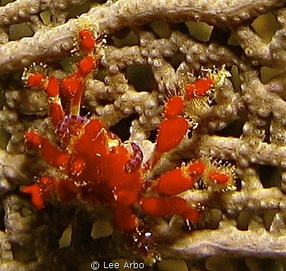 There's macro and then there's macro....these guys were tiny by Lee Arbo 