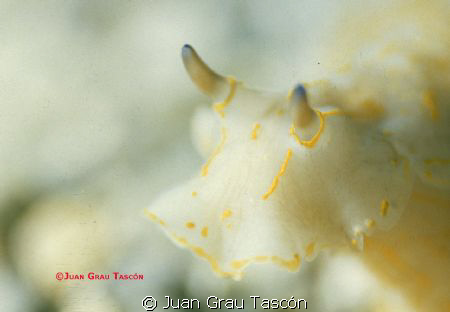 Smile of Nudibranche by Juan Grau 