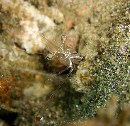 funny angle! off Anilao Philippines. Casio exilim by Andrew Macleod 