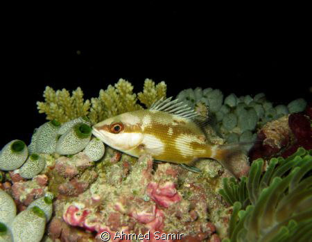 Night Dive from Kuramathi House Reef by Ahmed Samir 