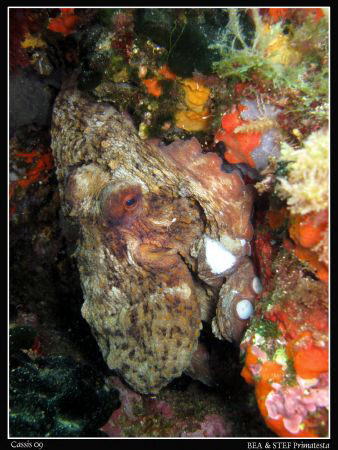Octopus. Canon G10 & Inon D2000 strobe by Bea & Stef Primatesta 