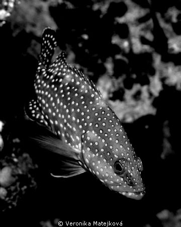 Olympus C 8080, black and white styl by Veronika Matějková 