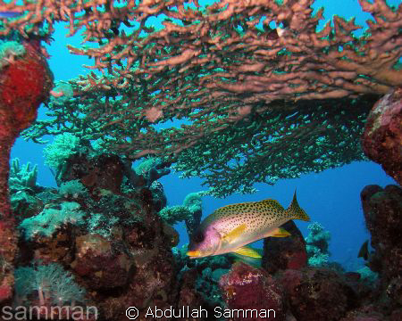 Sweet lips fish by Abdullah Samman 