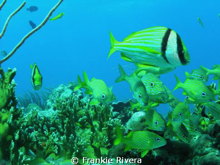 Everybody, looking at me!!!  Stripped Grunts & 2 Porkfish... by Frankie Rivera 