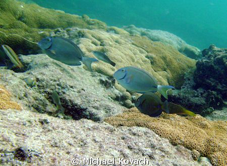 Doctor Fish on the Inside Reef at Lauderdale by the Sea by Michael Kovach 