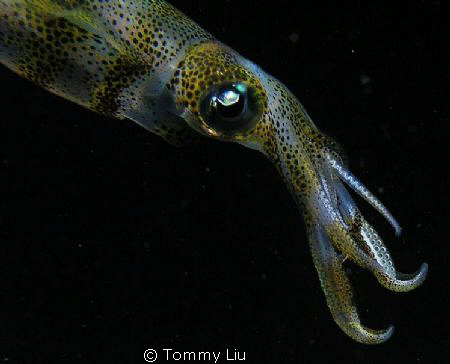 In the night dive, a squid keeps glittering~ by Tommy Liu 