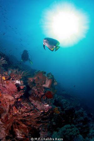 Bat fish - diver..in the morning by M F Chandra Bayu 