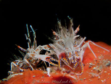 Two tiger shrimps.... Anilao. Canon G10 Inon S200 strobe.... by Andrew Macleod 