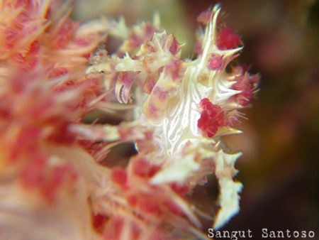 "Candy"
Canon G7 doble inon macro lens.
Full frame by Sangut Santoso 