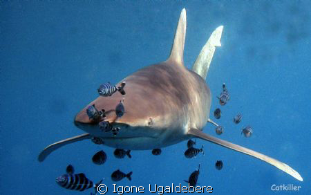 oceanic white tip by Igone Ugaldebere 
