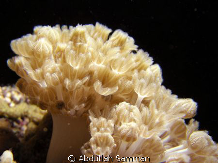 soft coral by Abdullah Samman 