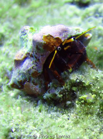 HERMIT CRAB. 1 " long by Andres Larraz 