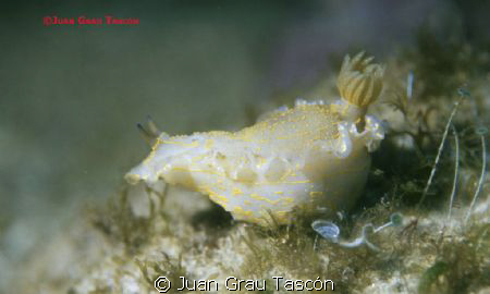 Simle of nudibrachia picture 2 by Juan Grau Tascón 