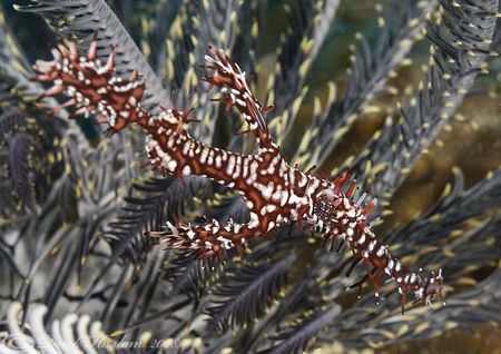 Ornate ghost pipefish. Lembeh. D200, 60mm. by Derek Haslam 
