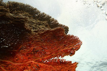 dragonhead seafan by Heru Suryoko 