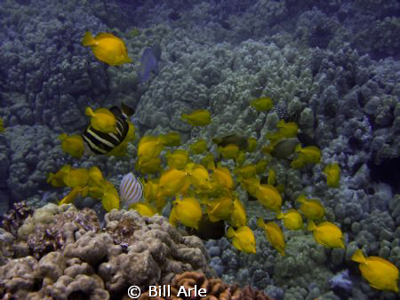 Big Island, Hawaii.  Olympus SP350. by Bill Arle 