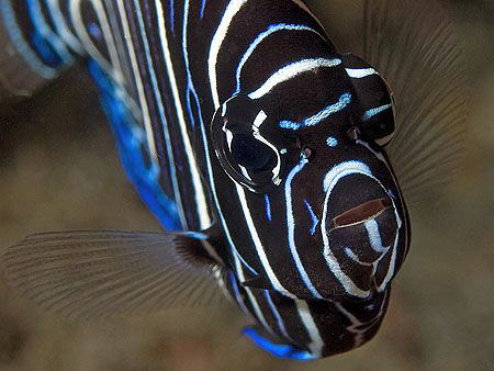 Juvenile Emperor Angelfish. East of Dili, East Timor by Doug Anderson 