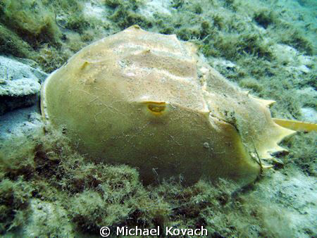 Horseshoe crab under the Blue Heron Bridge in West Palm B... by Michael Kovach 