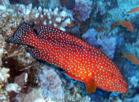Red whitespotted gruper Cephalopholis miniata. Apnea skin... by Alberto Romeo 