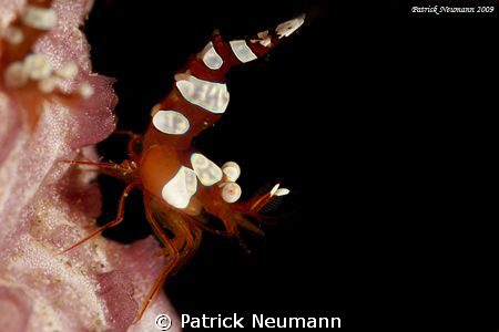taken in Anilao with Canon 400D/Hugyfot housing by Patrick Neumann 