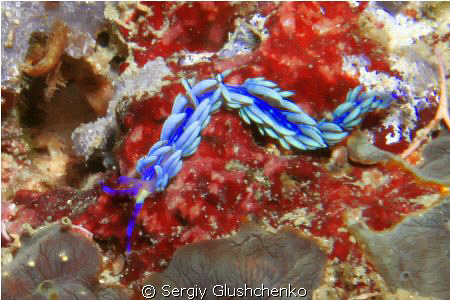 Nudibranch Cyti by Sergiy Glushchenko 