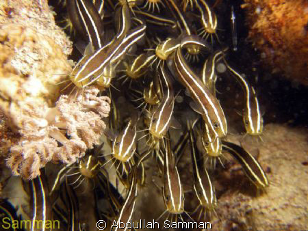 Cat Fish by Abdullah Samman 
