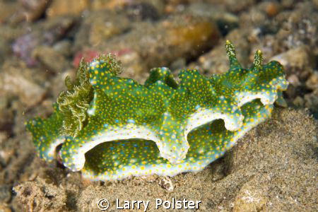Ceratosoma sinuatum, D300-60mm by Larry Polster 