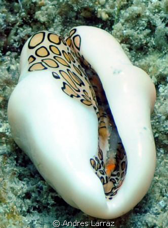 FLAMINGO TONGUE ,introspecting by Andres Larraz 