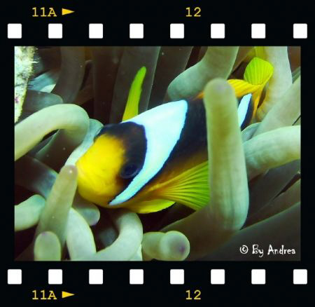 Close Up Clownfish by Andrea Gamerro 