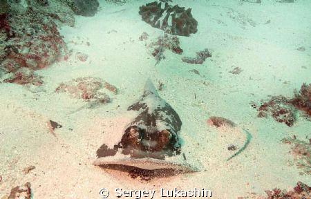 sting ray by Sergey Lukashin 