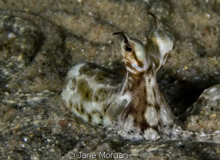 Mimic octopus taken in Nuweiba. by Jane Morgan 