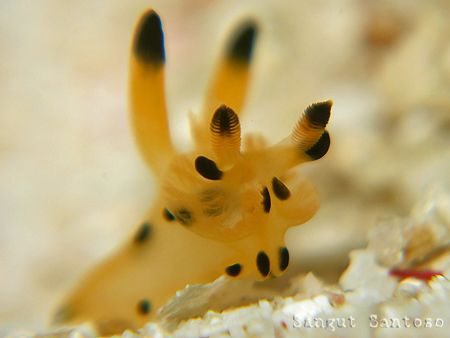 "Try to fly"
Canon G7 double macro lens by Sangut Santoso 