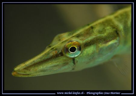 A juvenile Pike Fish - from "today's after work dive" - n... by Michel Lonfat 