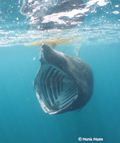 First time looking for Basking Sharks and after two hours... by Maria Munn 