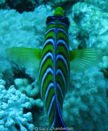Top View of a Royal Angel Fish, April 2009 by Lucy Chamberlain 