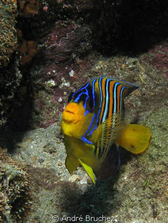 Poisson ange by André Bruchez 