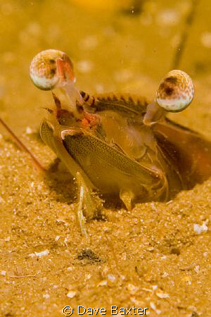 swan river prawn(shrimp) by Dave Baxter 