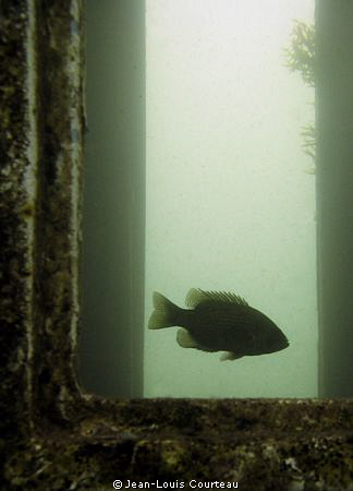 "Captain's Quarters"      A rock bass makes an old wreck ... by Jean-Louis Courteau 
