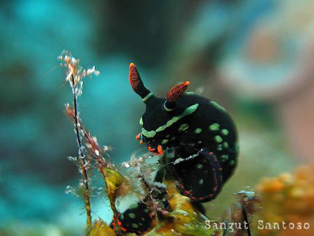 "lunch time"
Canon G7 by Sangut Santoso 