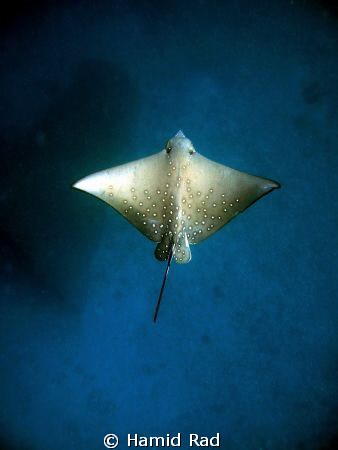 Spotted Eagle Ray - Curieuse Marine Park, Seychelles / Ca... by Hamid Rad 