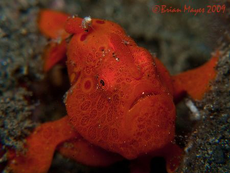 Tiny Painted Frogfish (Antennarius pictus) about the size... by Brian Mayes 